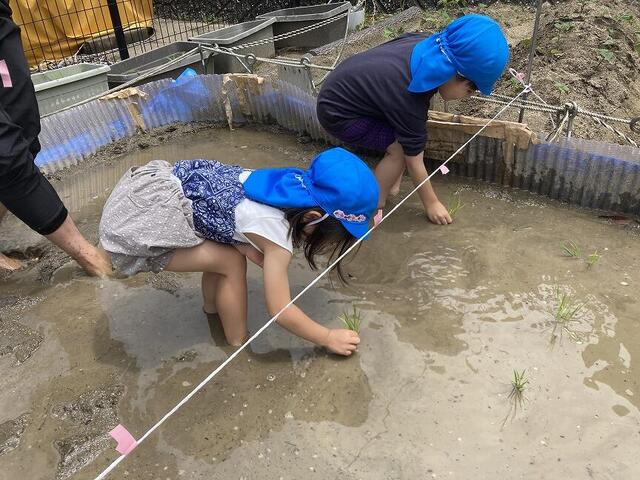 田植え(本園 青)