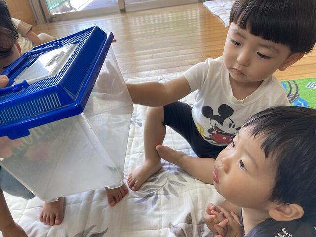 バッタの観察(本園 もも２)