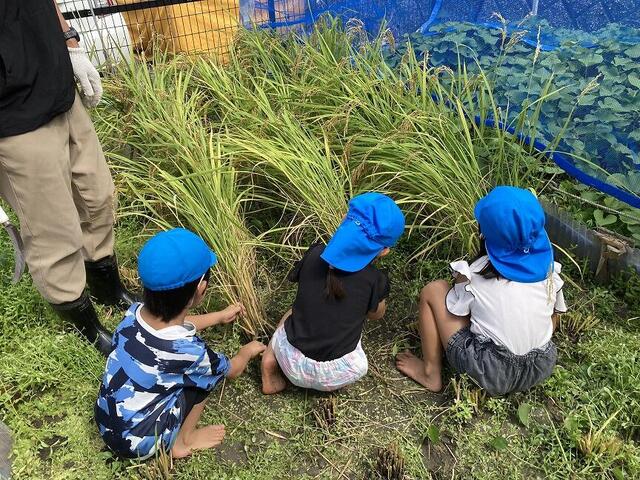稲刈り(本園 青)