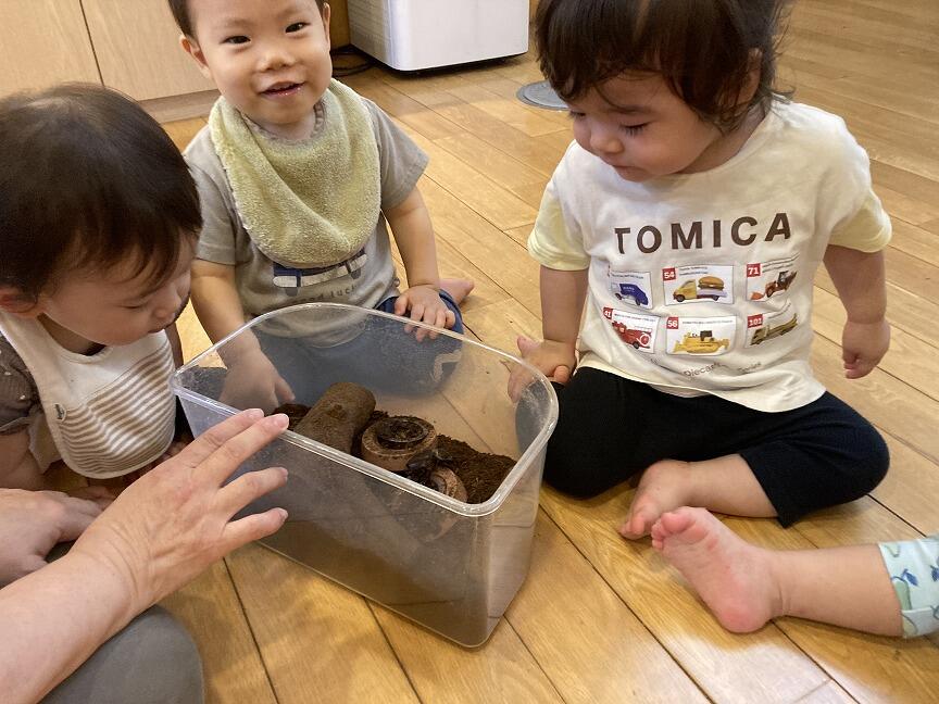 カブトムシの観察(本園 もも１)