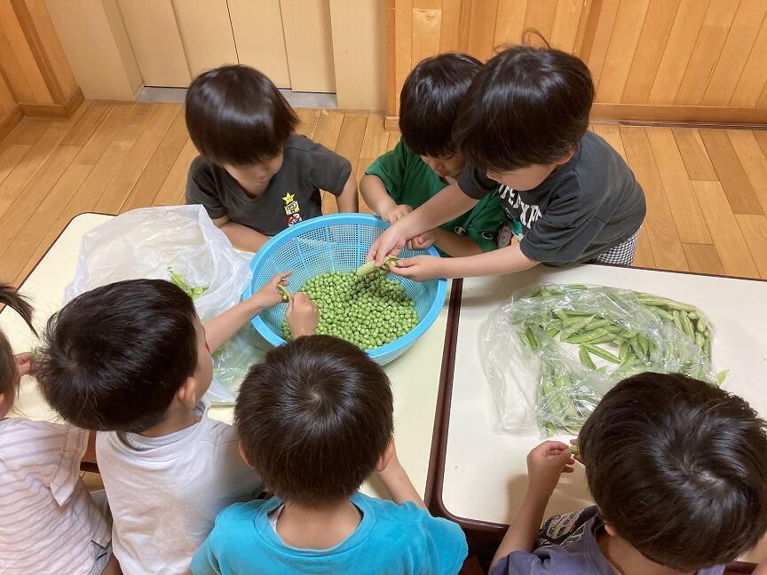 グリンピースのさや剥き(本園 年長)