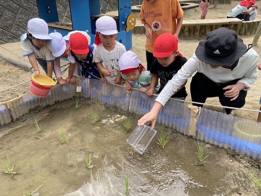 おたまじゃくし(本園)