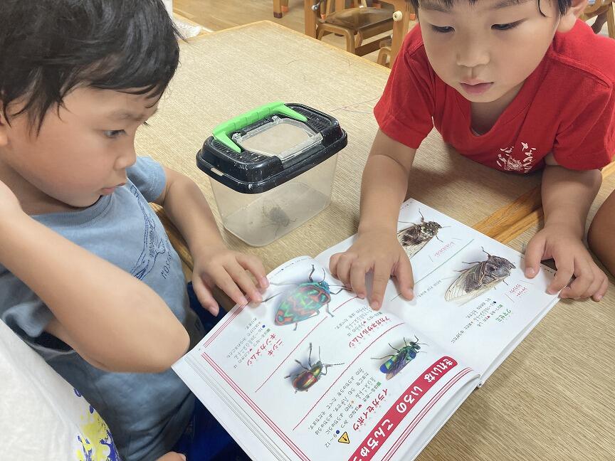 セミの観察(本園 年長)