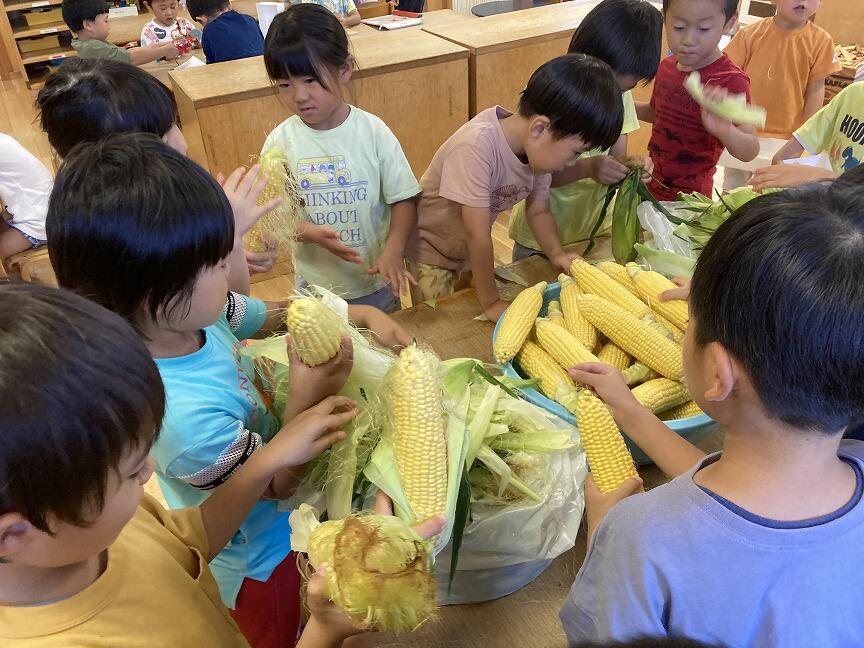 とうもろこし(本園 年長)