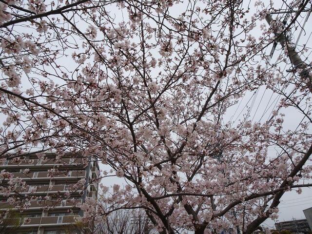 「春が来た」（分園）