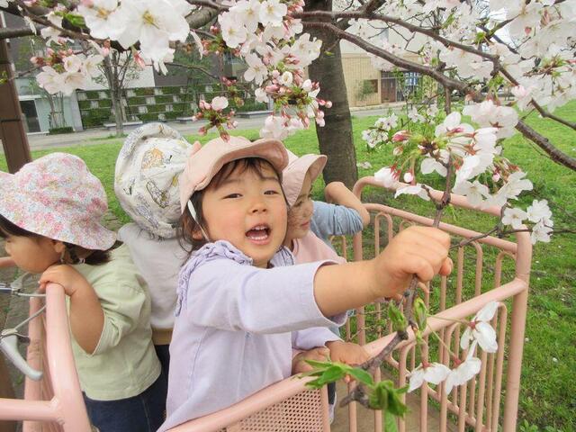 「桜みーつけた！！」(分園)