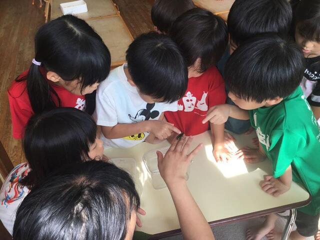 タマムシを観察したよ（本園　なずな組）