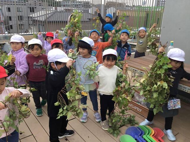 「芋づる剥いたよ！」（本園　れんげ組）