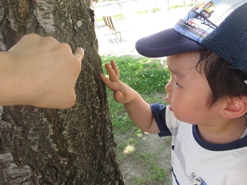 公園でアリ探しをしました。　（分園）