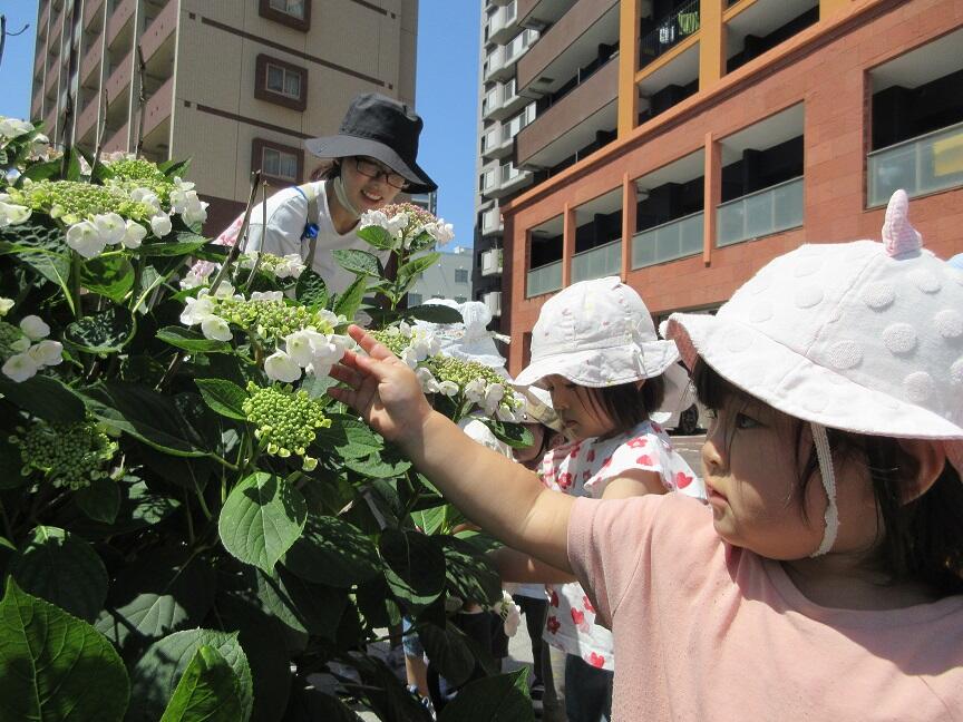 あじさいを見に行きました（分園）