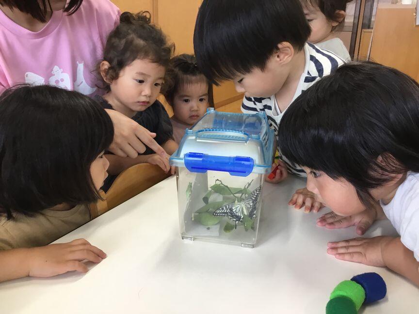 蝶々になりました。(本園　さくら2組)