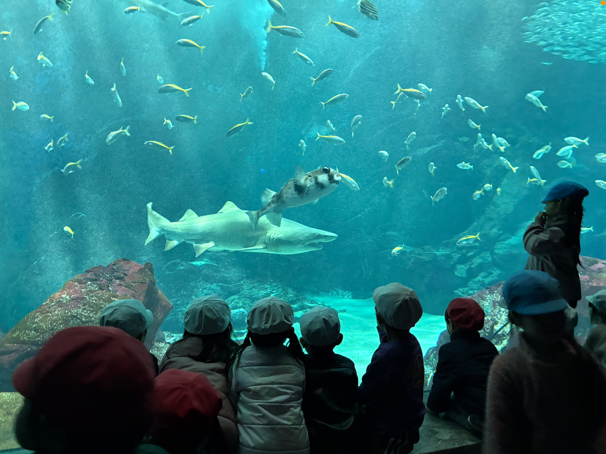 「お別れ遠足」（本園　年長）